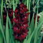 Vaniot Houtt Flower Gladiolus Bulb 3 PCS Seeds
