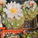 Turbinicarpus lophophoroides 10 PCS Seeds