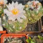 Turbinicarpus lophophoroides 10 PCS Seeds