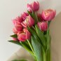 Tulips Water Pink Colors 100 PCS Seeds