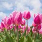 Tulips Water Pink Colors 100 PCS Seeds