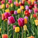 Tulips Colorful Flowers 100 PCS Seeds