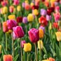 Tulips Colorful Flowers 100 PCS Seeds