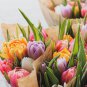 Tulips Colorful Flowers 100 PCS Seeds