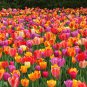 Tulips Colorful Flowers 100 PCS Seeds
