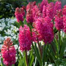 True Hyacinth Bulb 1 PCS Seeds True Hyacinth Bulb 1 PCS Seeds
