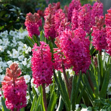 True Hyacinth Bulb 1 PCS Seeds