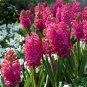 True Hyacinth Bulb 1 PCS Seeds