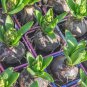 True Hyacinth Bulb 1 PCS Seeds