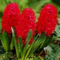 True Hyacinth Bulb 1 PCS Seeds