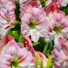 True Amaryllis Flower Not Bulbs Flower 100 PCS Seeds True Amaryllis Flower Not Bulbs Flower 100 PCS Seeds