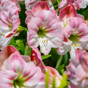 True Amaryllis Flower Not Bulbs Flower 100 PCS Seeds