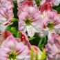True Amaryllis Flower Not Bulbs Flower 100 PCS Seeds