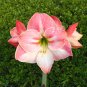 True Amaryllis Flower Not Bulbs Flower 100 PCS Seeds