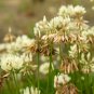 Trifolium repens White Clover Hokkaido 500 PCS Seeds