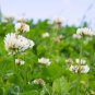 Trifolium repens White Clover Hokkaido 500 PCS Seeds