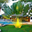 Travelers Palm Flores Bonsai 100 PCS Seeds Travelers Palm Flores Bonsai 100 PCS Seeds