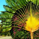 Travelers Palm Flores 100 PCS Seeds