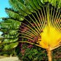 Travelers Palm Flores 100 PCS Seeds