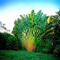 Travelers Palm Flores 100 PCS Seeds