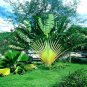 Travelers Palm Flores 100 PCS Seeds