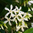 Trachelospermum Jasminoides Flower 10 PCS Seeds