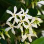 Trachelospermum Jasminoides Flower 10 PCS Seeds