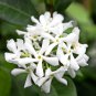 Trachelospermum Jasminoides Flower 10 PCS Seeds
