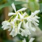 Trachelospermum Jasminoides Flower 10 PCS Seeds