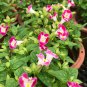 Torenia Fournieri Bonsai Amazing Flower Bonsai 100 PCS Seeds