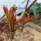 toona sinensis 100 PCS Seeds