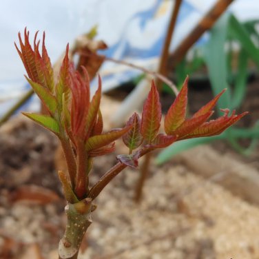 toona sinensis 100 PCS Seeds