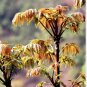 toona sinensis 100 PCS Seeds