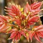 toona sinensis 100 PCS Seeds
