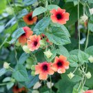 Thunbergia AlataChile Susan Dark Red Color with Black Eye 10 PCS Seeds