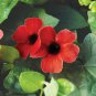 Thunbergia AlataChile Susan Dark Red Color with Black Eye 10 PCS Seeds