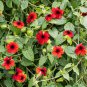 Thunbergia AlataChile Susan Dark Red Color with Black Eye 10 PCS Seeds