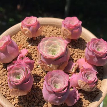 The Mountain Rose Green Rose Garden Greenovia Flower 100 PCS Seeds