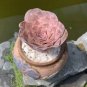 The Mountain Rose Green Rose Garden Greenovia Flower 100 PCS Seeds