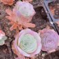 The Mountain Rose Green Rose Garden Greenovia Flower 100 PCS Seeds