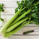 Tall Utah Celery 5000 PCS Seeds