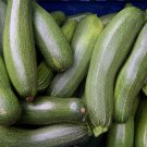Summer Zucchini Squash 25 PCS Seeds Summer Zucchini Squash 25 PCS Seeds