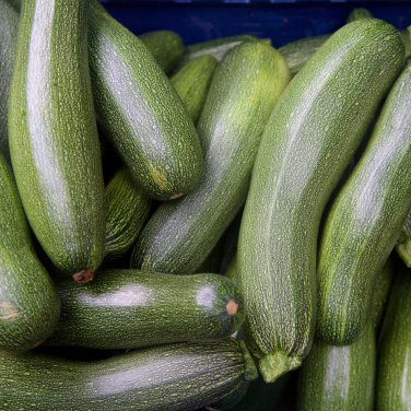 Summer Zucchini Squash 25 PCS Seeds