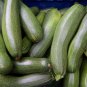 Summer Zucchini Squash 25 PCS Seeds