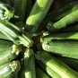 Summer Zucchini Squash 25 PCS Seeds
