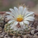 Strombocactus disciformis 10 PCS Seeds