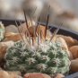 Strombocactus disciformis 10 PCS Seeds