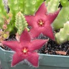 Stapelia Pulchella Perennial Flower 100 PCS Seeds