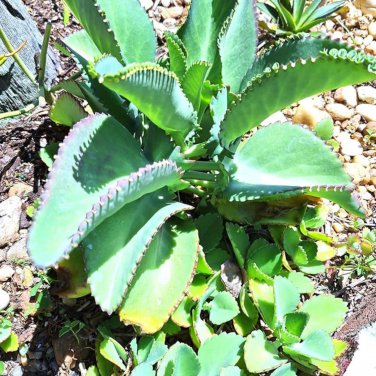 Spurge Fan-Shaped Succulent 300 PCS Seeds