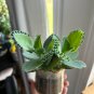 Spurge Fan-Shaped Succulent 300 PCS Seeds